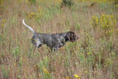 DSC_0099_PAV_20211002