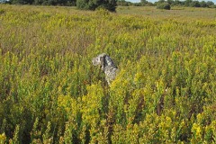 IMG_0346_AMM_20211002