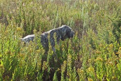 IMG_0366_AM