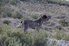 Estrella_20220205_015