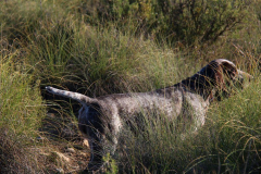20231007-chinchilla-img-1885
