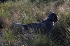 20231007-chinchilla-img-1886