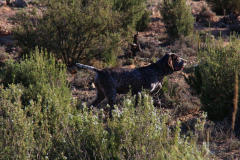 20231007-chinchilla-img-1893