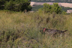 20231007-chinchilla-img-1921