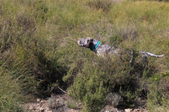 20231007-chinchilla-img-1923