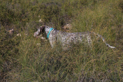 20231007-chinchilla-img-1927