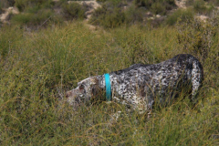 20231007-chinchilla-img-1930
