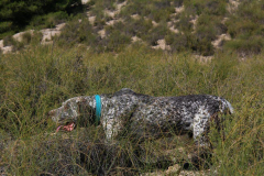 20231007-chinchilla-img-1931