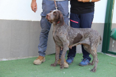 20231007-chinchilla-img-2063