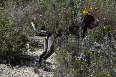 69_20240316_Vilafranca-de-Ebro_079