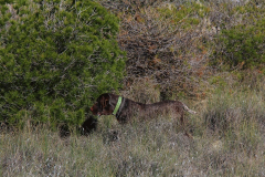 73_20240316_Vilafranca-de-Ebro_035