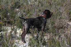 80_20240316_Vilafranca-de-Ebro_047