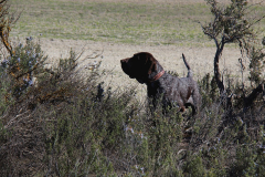 82_20240316_Vilafranca-de-Ebro_049