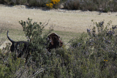 83_20240316_Vilafranca-de-Ebro_050
