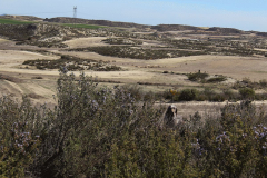 87_20240316_Vilafranca-de-Ebro_060