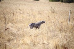 20251004_Ausejo_20251004_IMG_9149_ACG