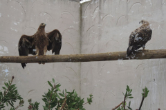 20251004_Ausejo_DSCN0076_JMS_42