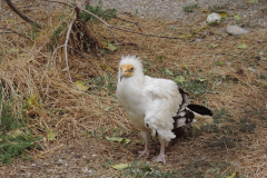 20251004_Ausejo_DSCN0077_JMS_43