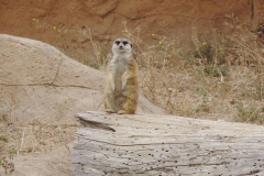 20251004_Ausejo_DSCN0079_JMS_45