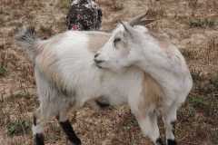 20251004_Ausejo_DSCN0081_JMS_47