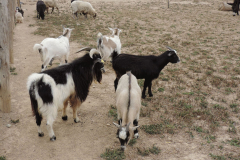 20251004_Ausejo_DSCN0082_JMS_48