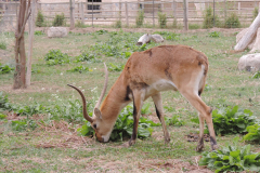 20251004_Ausejo_DSCN0084_JMS_50