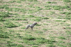 20260214_Perdiguera_Patri_008