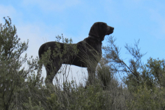 20260214_Perdiguera_Patri_011