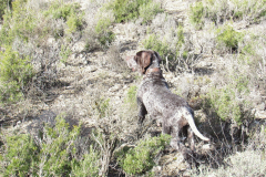 20260214_Perdiguera_Patri_018