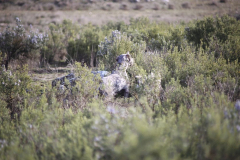 20260307_Pina-de-Ebro_ACG_025