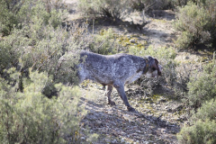 20260307_Pina-de-Ebro_ACG_029