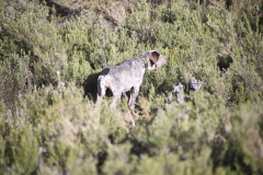 20260307_Pina-de-Ebro_ACG_033