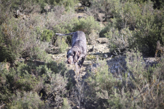 20260307_Pina-de-Ebro_ACG_038