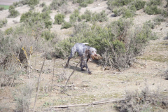 20260307_Pina-de-Ebro_ACG_044