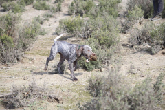 20260307_Pina-de-Ebro_ACG_045