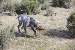 20260307_Pina-de-Ebro_ACG_046