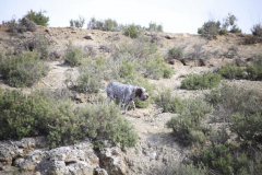 20260307_Pina-de-Ebro_ACG_054