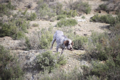 20260307_Pina-de-Ebro_ACG_059