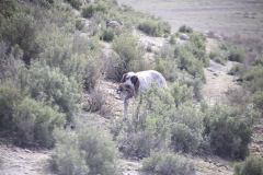 20260307_Pina-de-Ebro_ACG_061