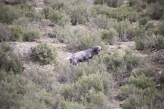 20260307_Pina-de-Ebro_ACG_070