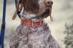 20260307_Pina-de-Ebro_ACG_085