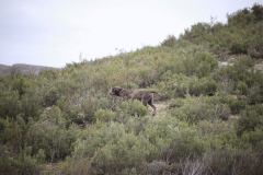 20260307_Pina-de-Ebro_ACG_100