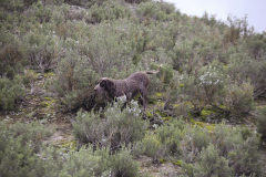 20260307_Pina-de-Ebro_ACG_103