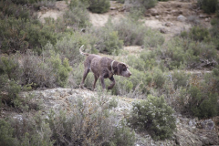 20260307_Pina-de-Ebro_ACG_109