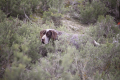 20260307_Pina-de-Ebro_ACG_119