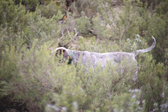 20260307_Pina-de-Ebro_ACG_130