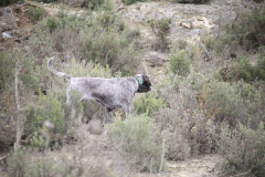 20260307_Pina-de-Ebro_ACG_134