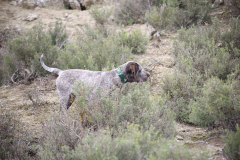 20260307_Pina-de-Ebro_ACG_135