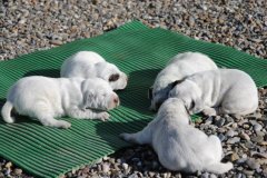 Cachorros
