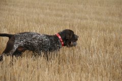 terrer_2013_091